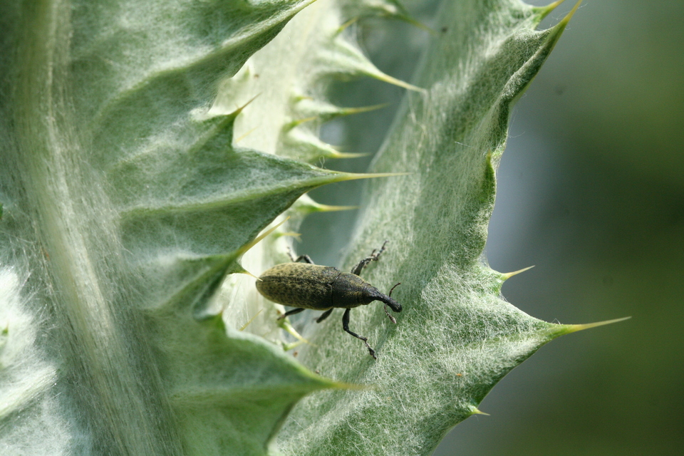 Lixus cardui/filiformis