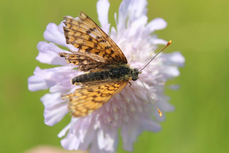 Melitaea cinxia - réti tarkalepke