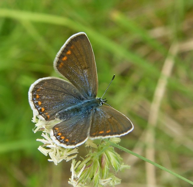 Polyommatus icarus - közönséges boglárka