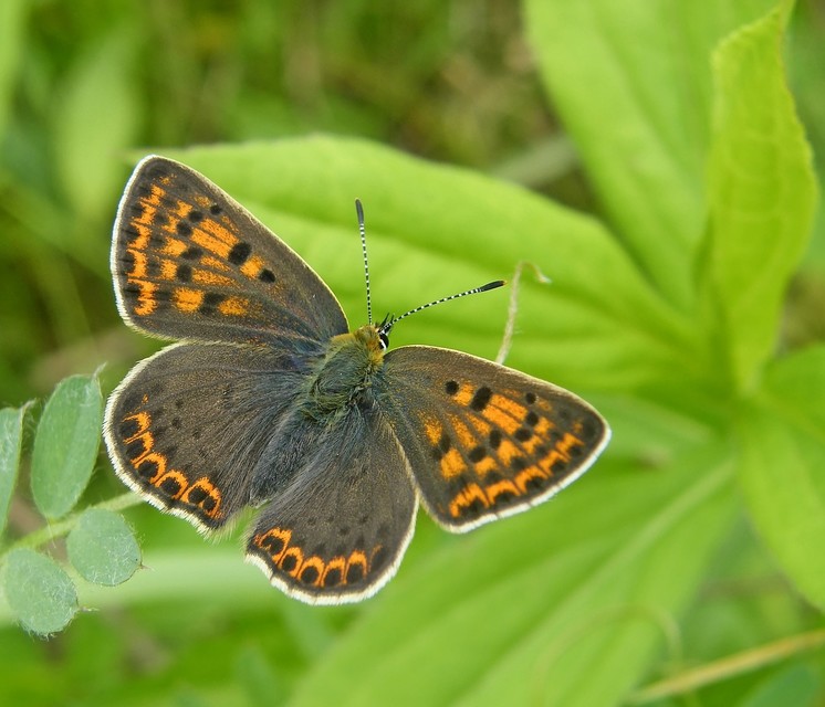 Lycaena tityrus - barna tűzlepke