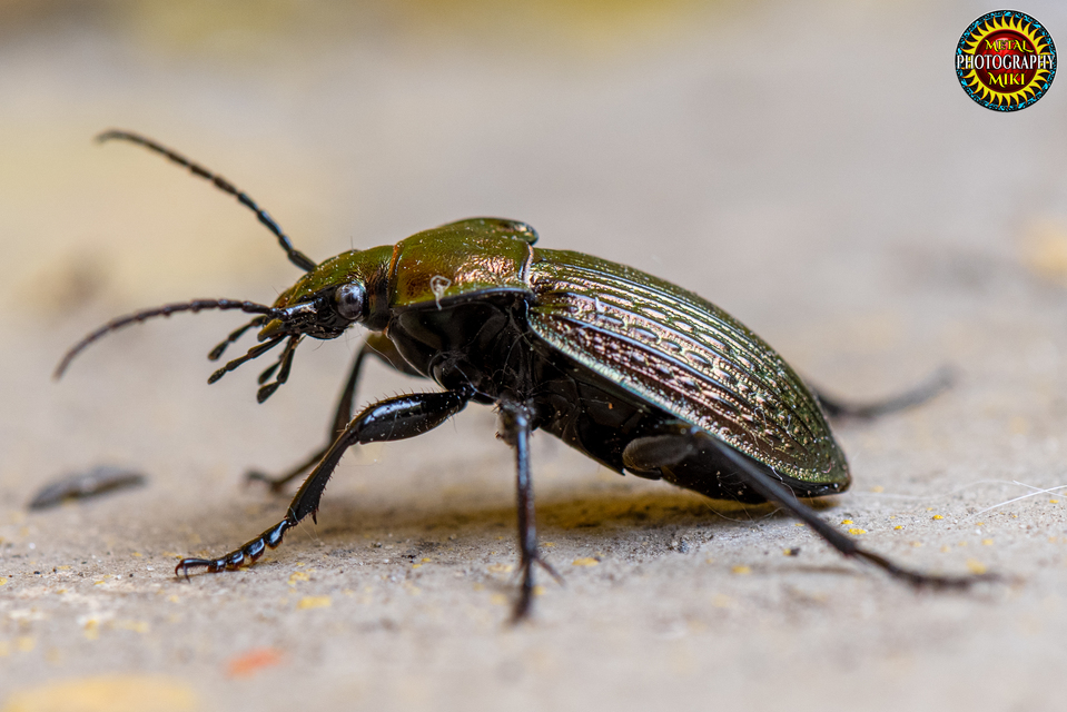 Carabus ulrichii - rezes futrinka Carabus ulrichii - rezes futrinka