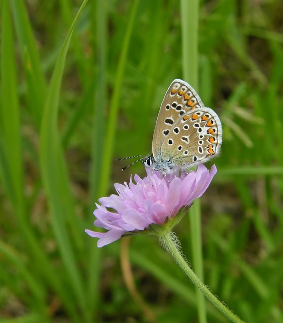 Polyommatus icarus - közönséges boglárka