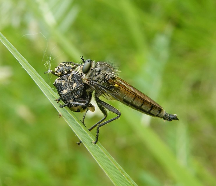 Asilinae