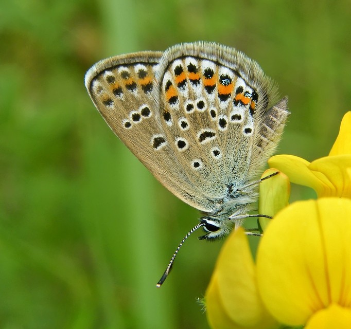 Plebejus argus - ezüstös boglárka