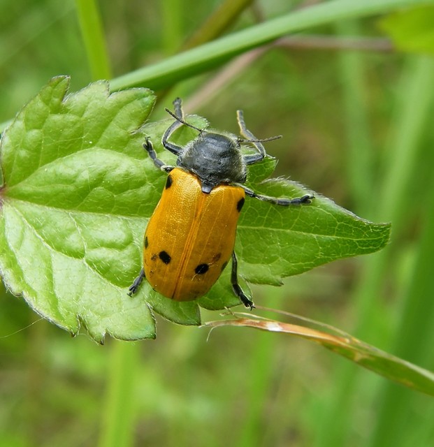 Lachnaia sexpunctata - szőrösnyakú zsákhordóbogár