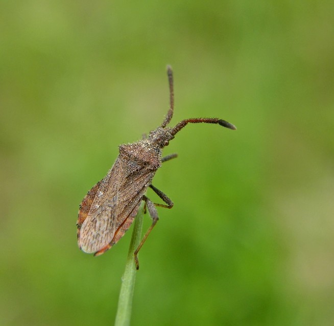 Heteroptera - Poloskák