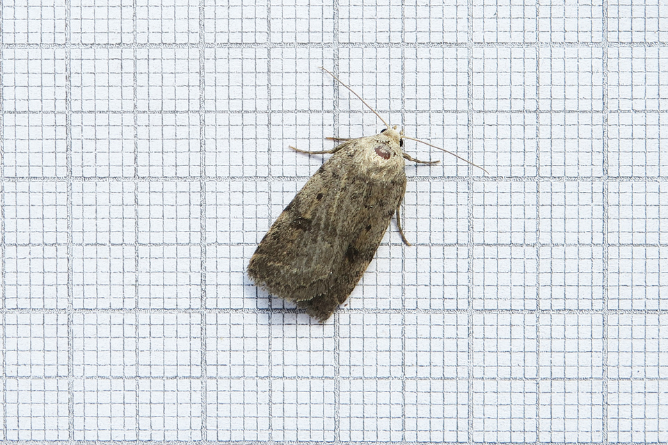 Athetis gluteosa - nyugtalan lápibagoly