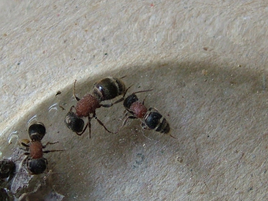Mutillidae - hangyadarazsak