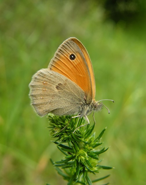 Coenonympha pamphilus - kis szénalepke
