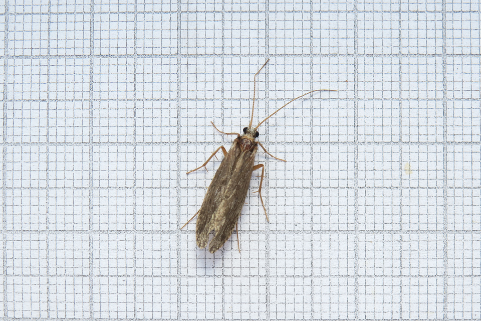 Ephemeroptera - Kérészek