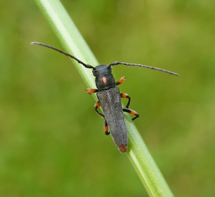 Phytoecia pustulata - parányi fűcincér