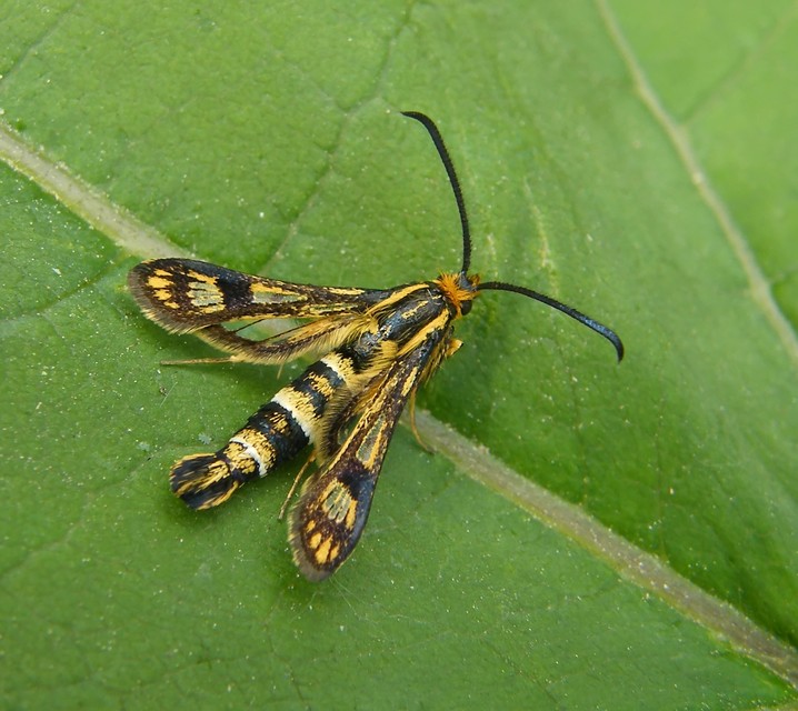 Sesiidae - szitkárfélék