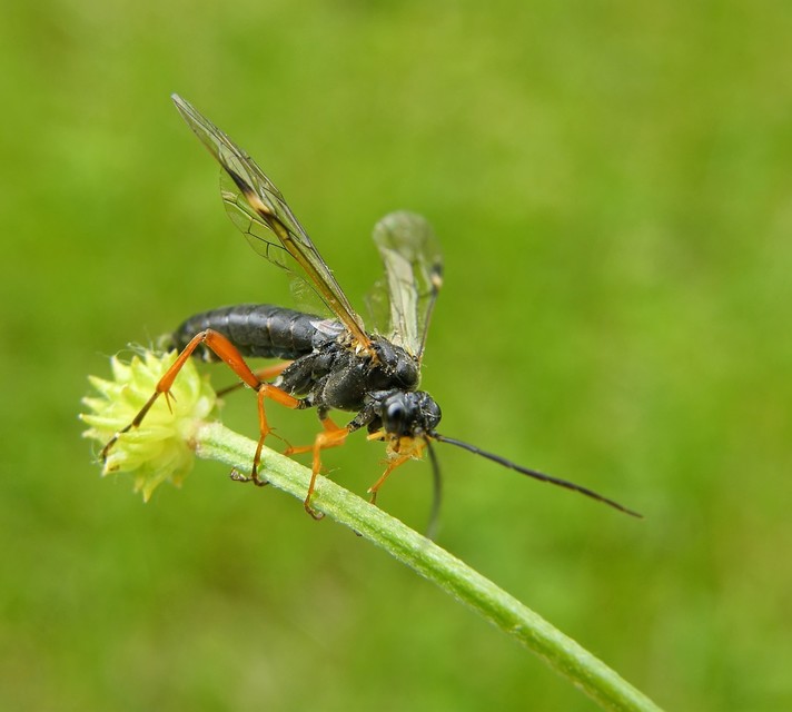 Hymenoptera - Hártyásszárnyúak