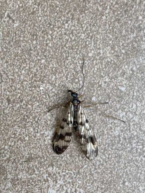 Panorpa vulgaris