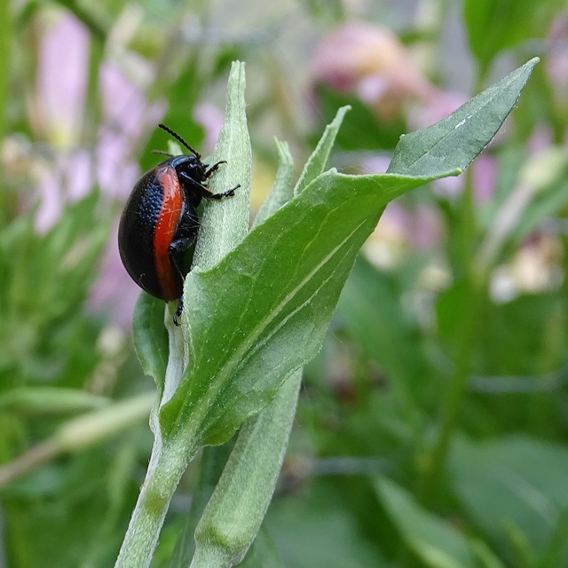 Chrysolina rossia - trapézhátú szegélyeslevelész