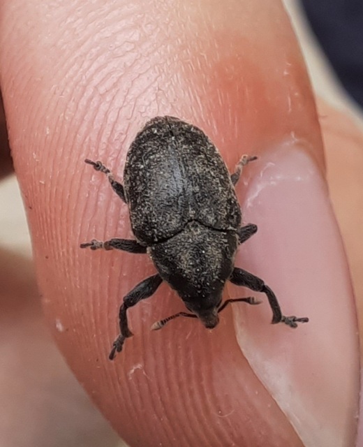 Larinus turbinatus - kúposorrú púderbarkó