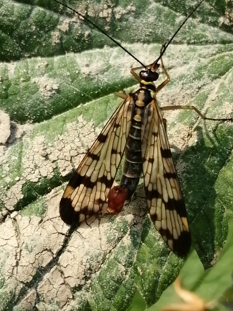 Panorpa communis/vulgaris