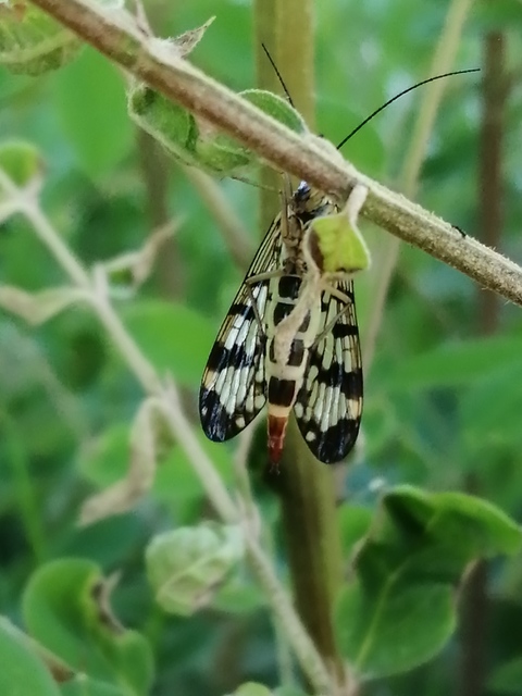 Panorpa communis/vulgaris