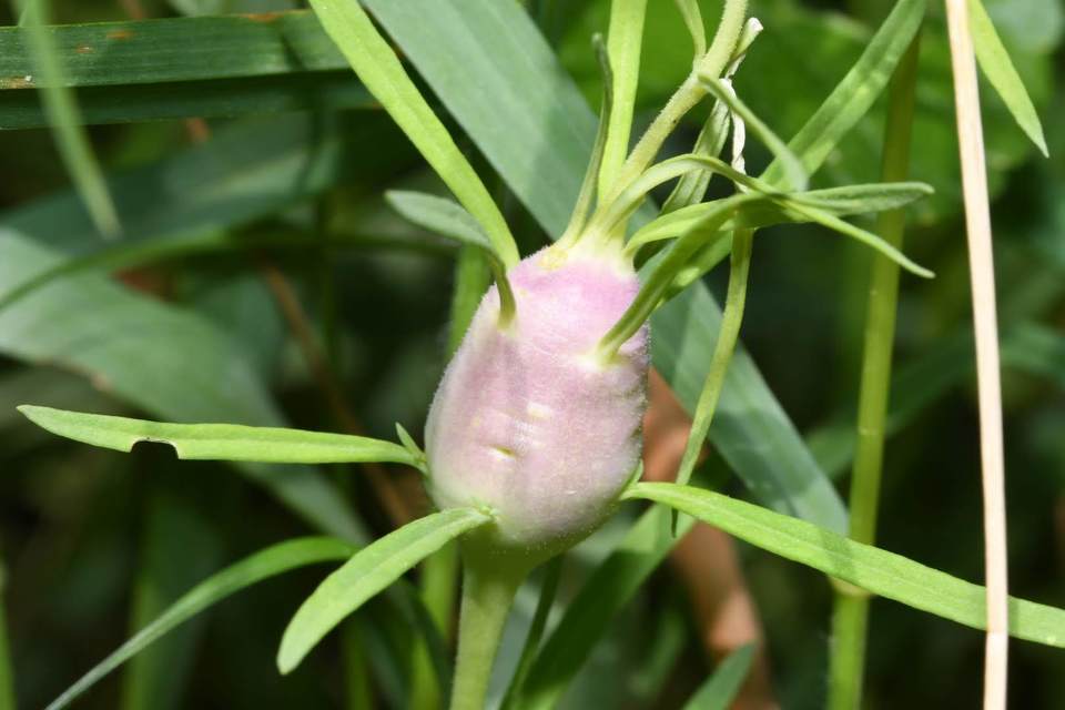 Rhinusa pilosa - szőrös gyújtoványfű-ormányos