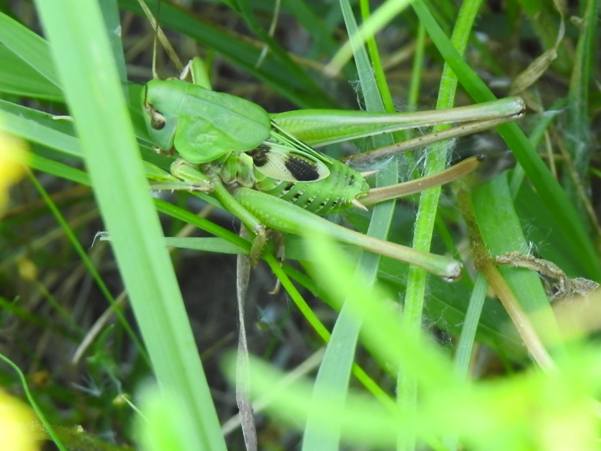 Decticus verrucivorus - szemölcsevő szöcske