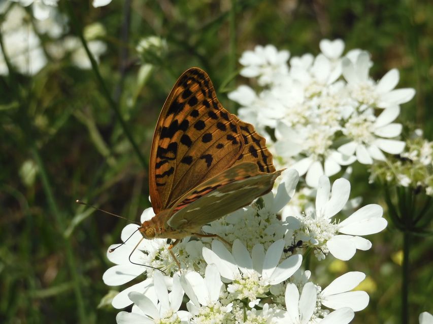 Argynnis pandora - zöldes gyöngyházlepke