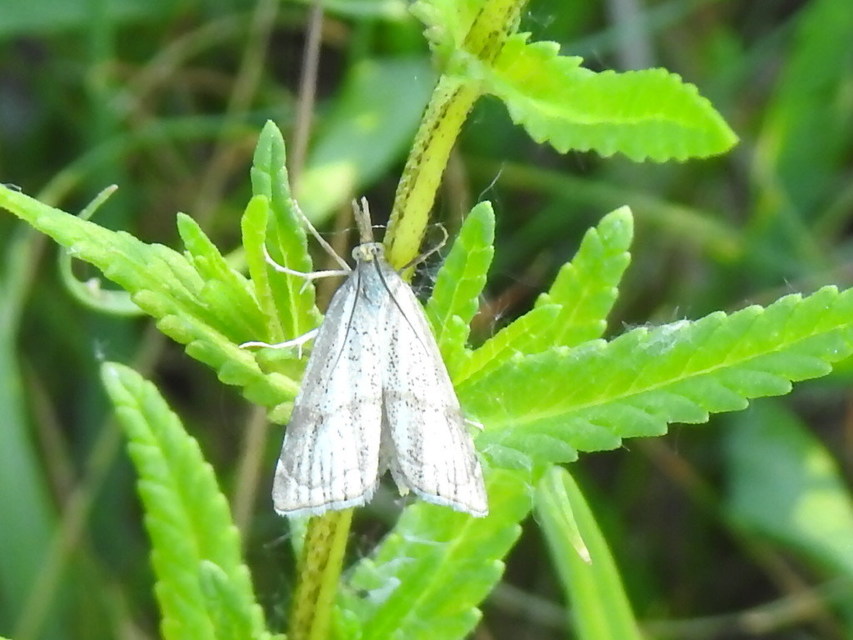 Thisanotia chrysonuchella - tavaszi fűgyökérmoly