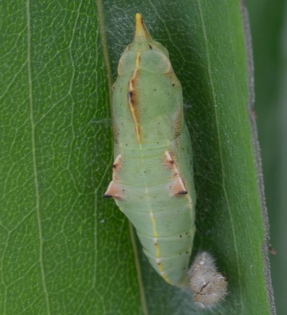 Pontia edusa - rezedalepke