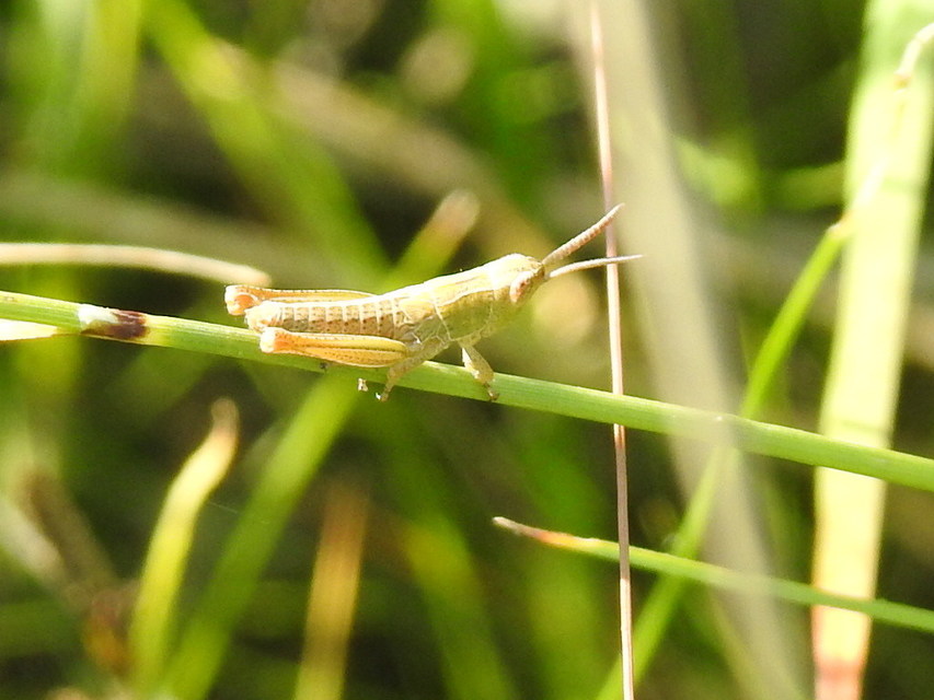 Chorthippus (Chorthippus) (subgenus)