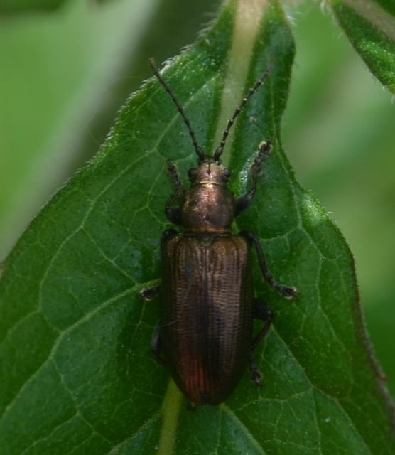 Plateumaris sericea - selymes nádbogár