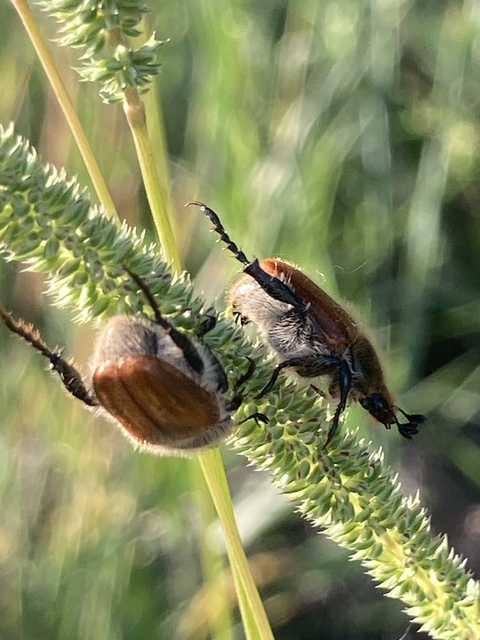 Chaetopteroplia segetum - rozsszipoly