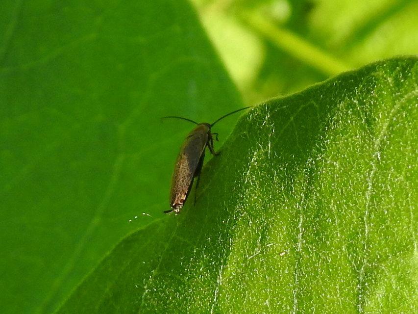 Ectobius erythronotus - sárgatorú erdeicsótány