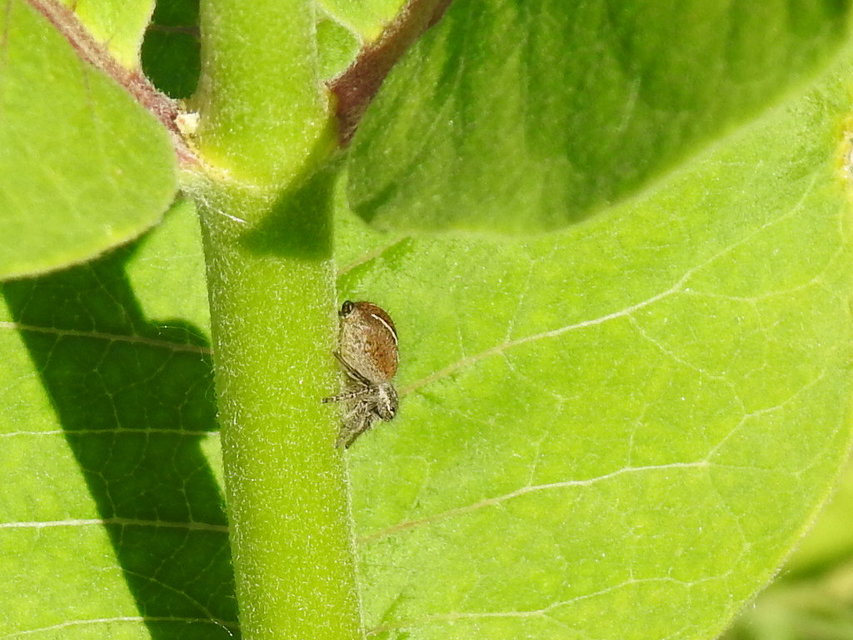 Philaeus chrysops - piros ugrópók