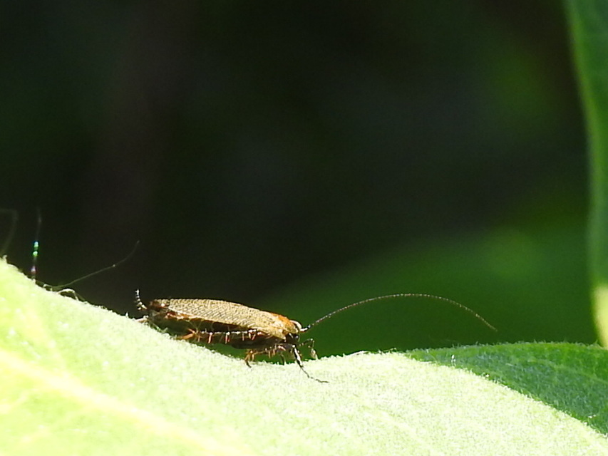 Ectobius erythronotus - sárgatorú erdeicsótány