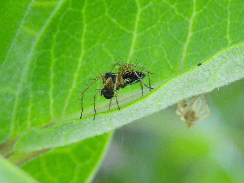 Oxyopes heterophthalmus - homoki hiúzpók