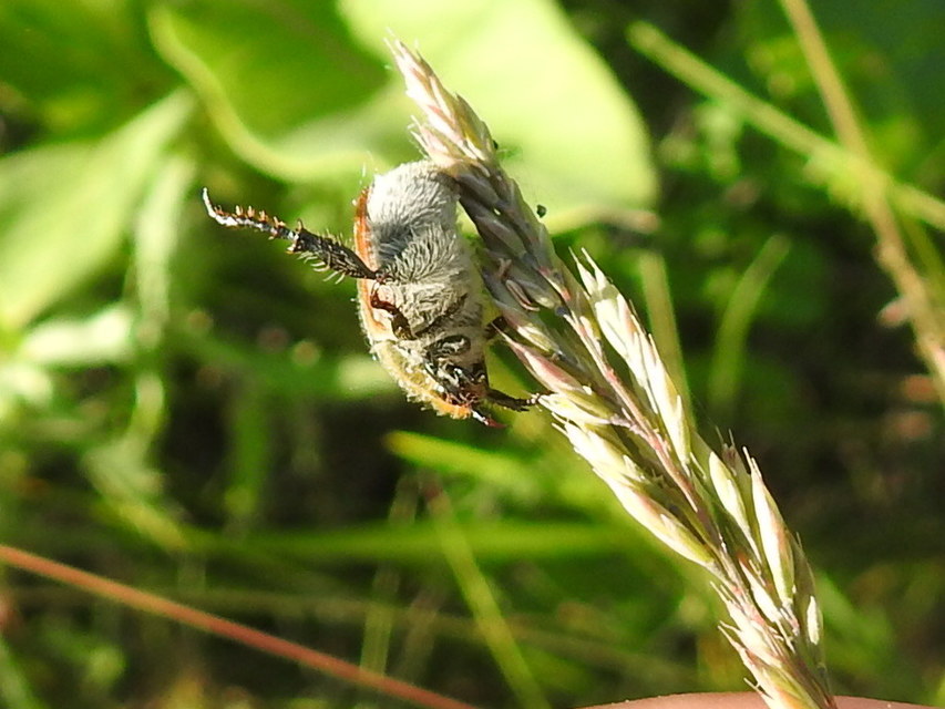 Chaetopteroplia segetum - rozsszipoly