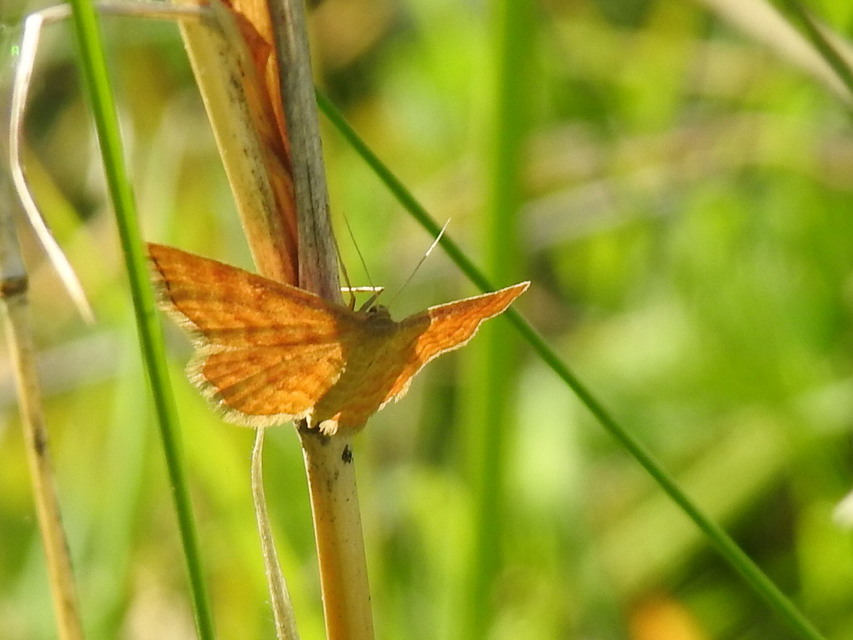 Idaea serpentata - kis sávosaraszoló