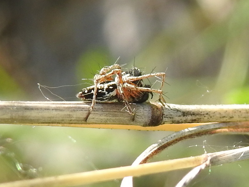 Oxyopes