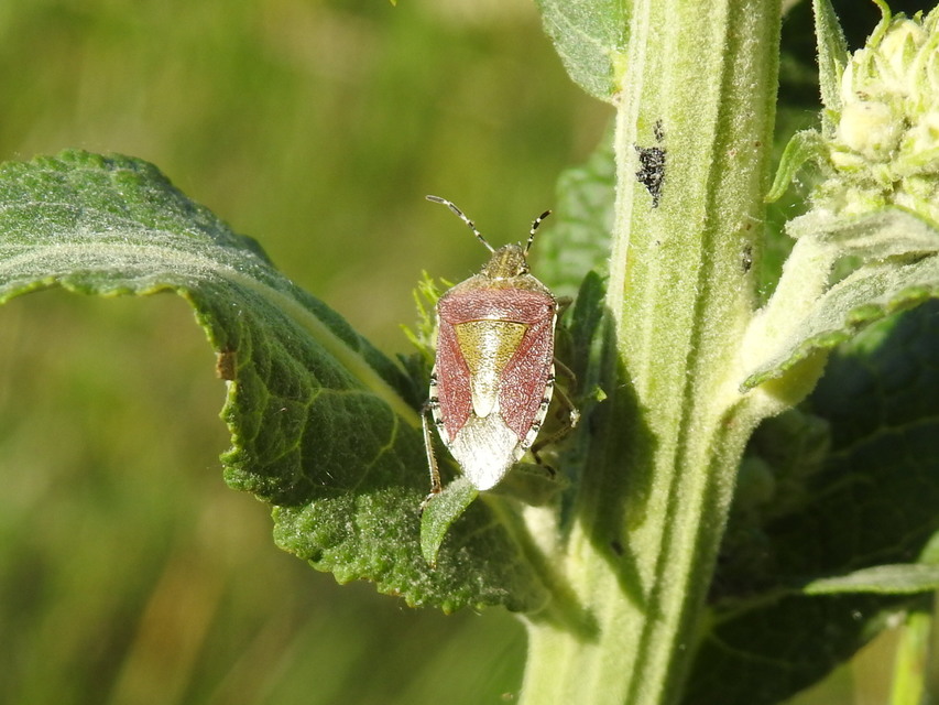 Dolycoris baccarum - közönséges bogyómászó-poloska