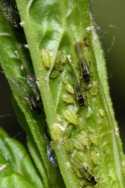 Myzus lythri
