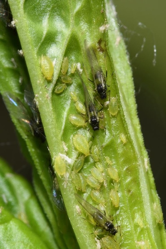 Myzus lythri