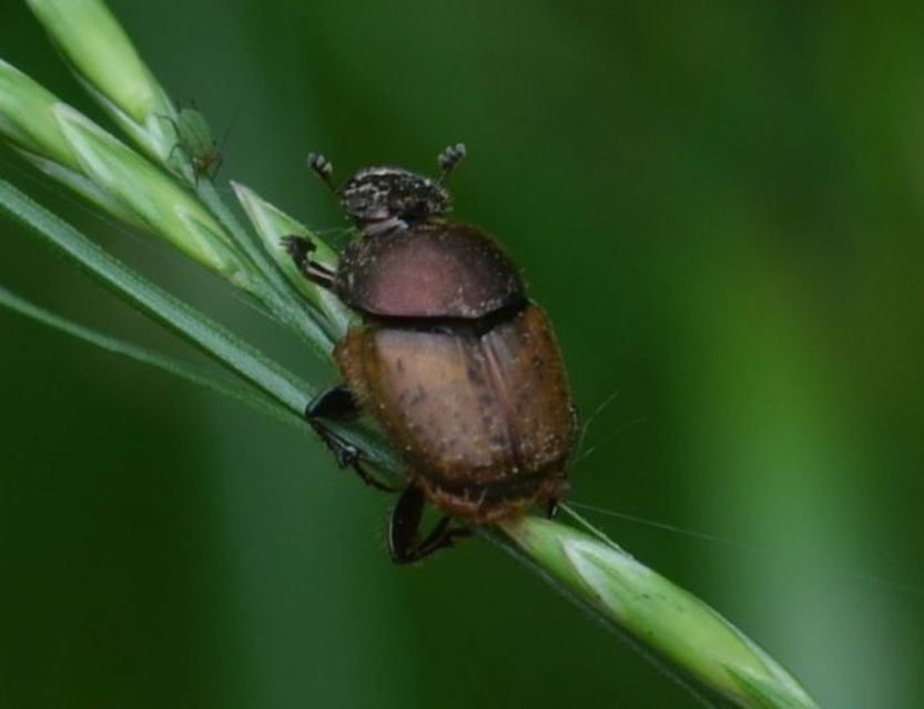 Onthophagus coenobita - rezes trágyatúró