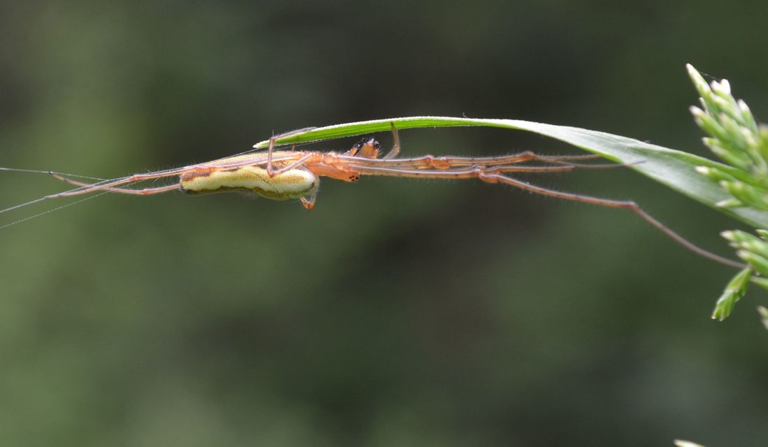 Tetragnatha