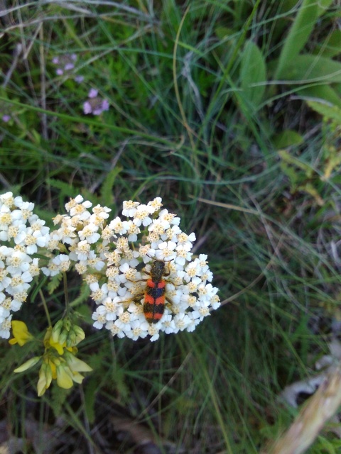Trichodes favarius - hatfoltos méhészbogár