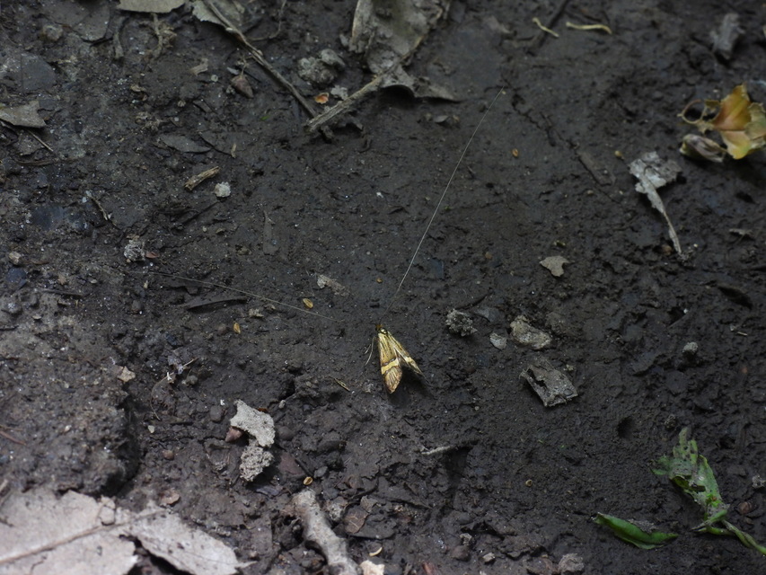 Nemophora degeerella - pompás tőrösmoly