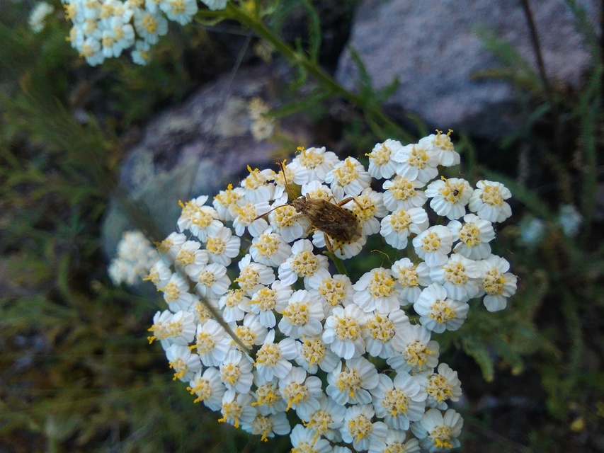 Stictopleurus Stictopleurus