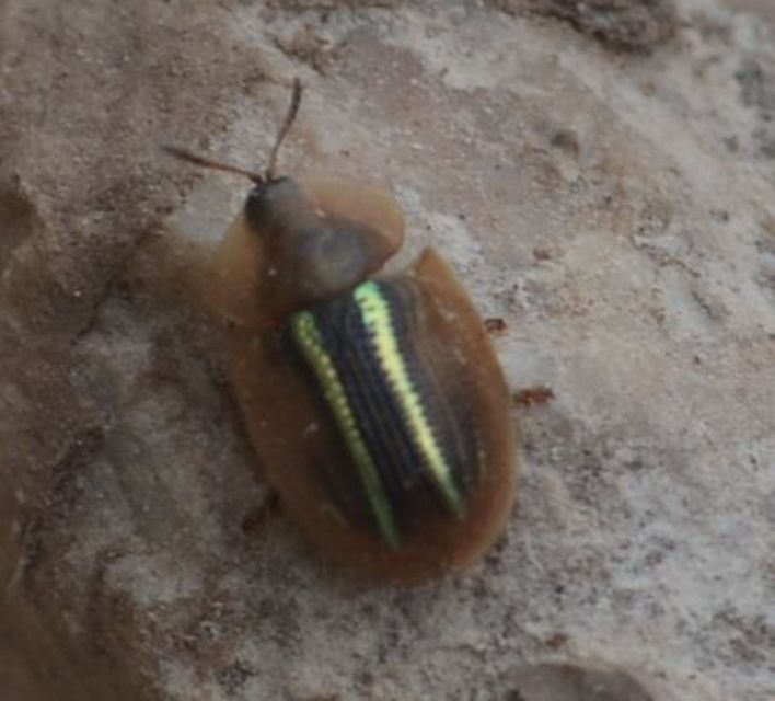 Cassida nobilis - díszes pajzsbogár Cassida nobilis - díszes pajzsbogár
