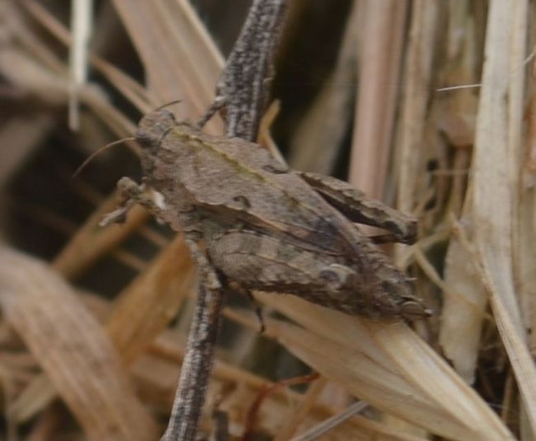 Tetrix tenuicornis - vékonycsápú tövishátúsáska