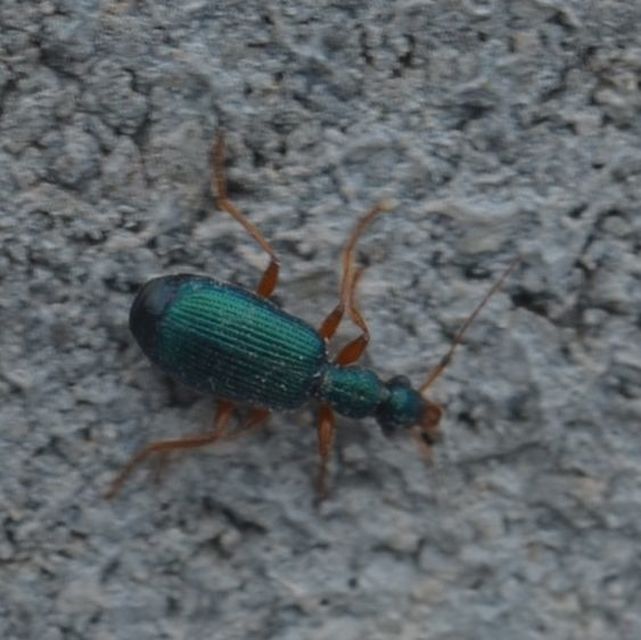 Drypta dentata - atlaszfutó