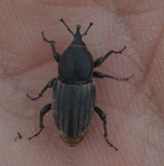Sphenophorus