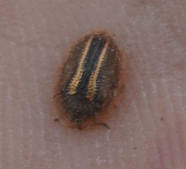 Cassida nobilis - díszes pajzsbogár Cassida nobilis - díszes pajzsbogár